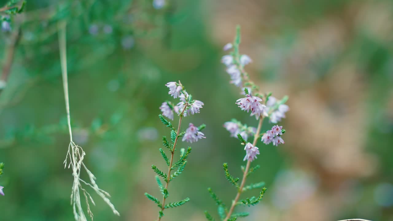 Wildes, lilafarbenes Heidekraut, das in einer Waldumgebung mit einem weichen, verschwommenen, grünen Hintergrund blüht. Nahaufnahme der Calluna vulgaris-Flora im Herbst