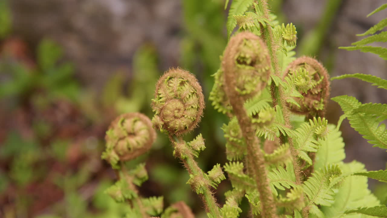 Close up Shot of new ferns unfurling next to a stone wall at Cenarth bridge at Cenarth Falls