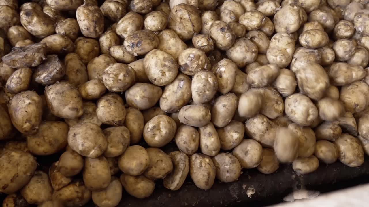 las patatas se mueven en un transportador