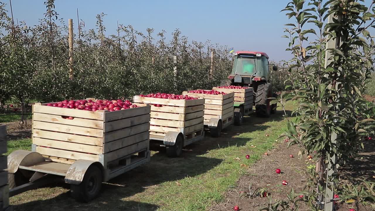Orchard with ripe apples. Tractor pick up wooden crates of apple fruits and transport them between orchard tree rows.
