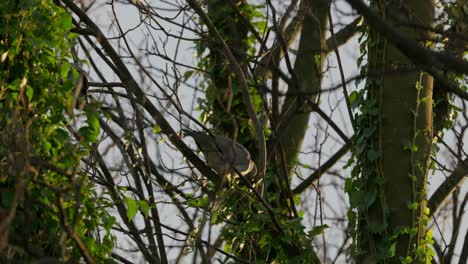 Wilde-Englische-Waldtaube,-Die-An-Einem-Wintertag-Im-Dezember-In-Einem-Baum-Sitzt