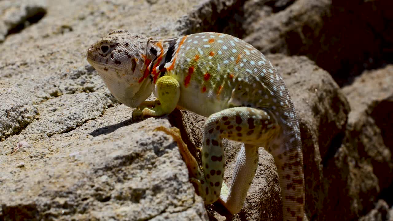 Static closeup video of a female Eastern Collared lizard Crotaphytus collaris agitated