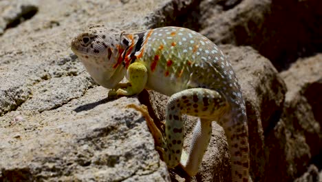 static closeup video of a female eastern collared lizard crotaphytus collaris agitated