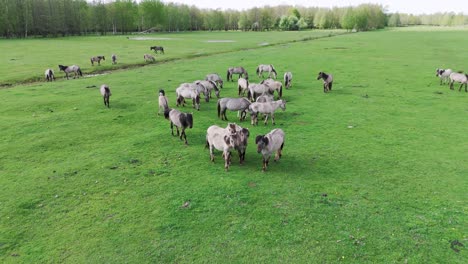 Wild-Horses-and-Auroxen-Cows-Running-in-the-Field-of-Pape-National-Park,-Latvia