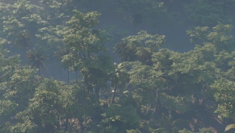 Fog-covered-jungle-rainforest-landscape