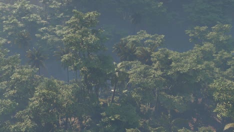 fog covered jungle rainforest landscape