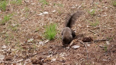 playful eurasian gray squirrel digging nuts under pine needles on the ground