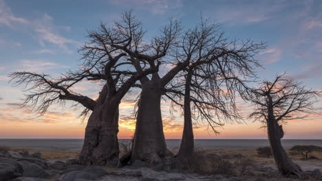 hermoso amanecer detrás de los baobabs en la isla de kubu, makgadikgadi pan, botswana