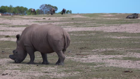 Breitmaulnashorn-Frisst-Gras-Im-Wild--Und-Naturschutzgebiet-Von-Buffelsfontein-In-Südafrika