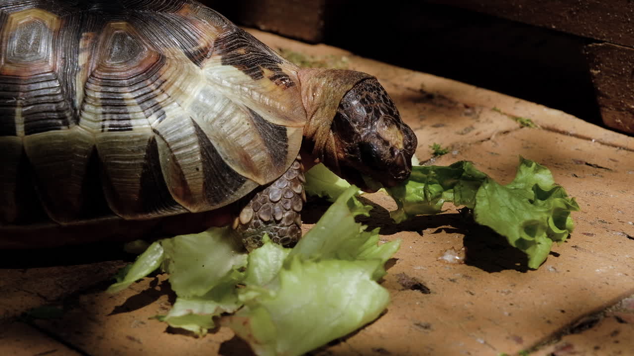 Hungry domesticated Angulate tortoise eats fresh green lettuce, close up