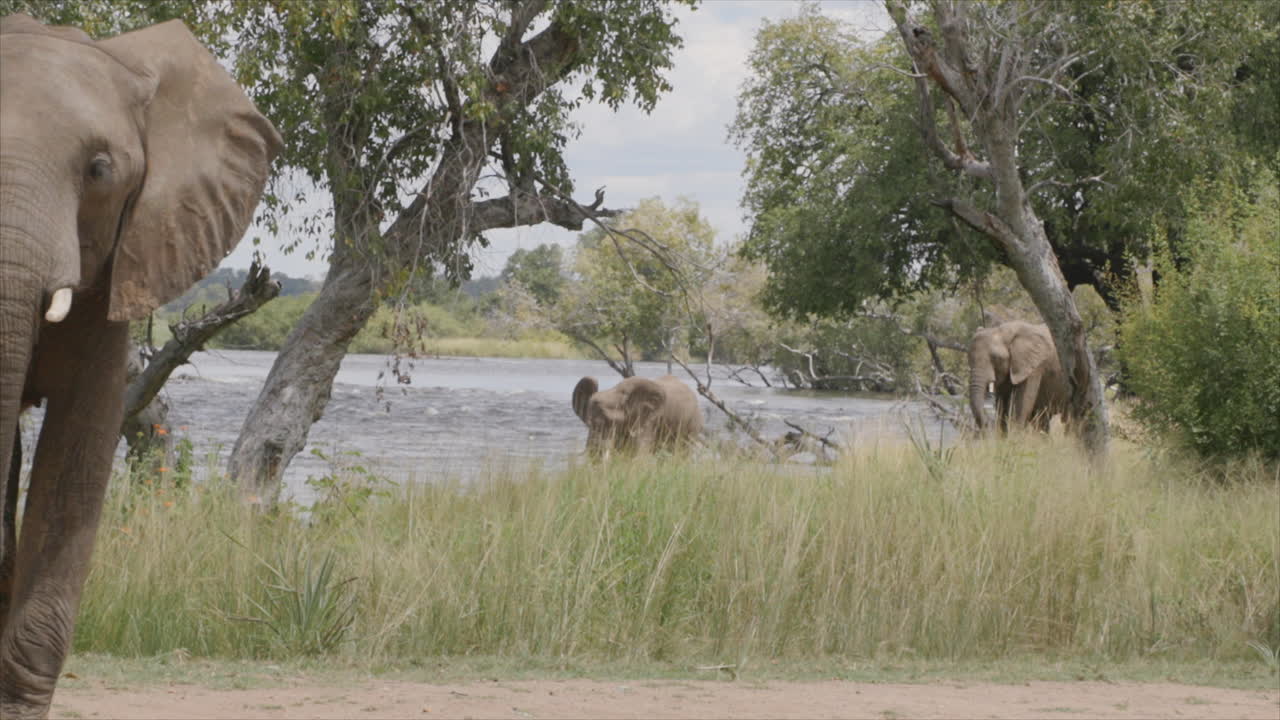 배경 에 있는 강 에 있는 두 마리 의 코끼리 와 함께  ⁇  에 있는 땅 에서  ⁇ 비 를 먹고 있는 코끼리