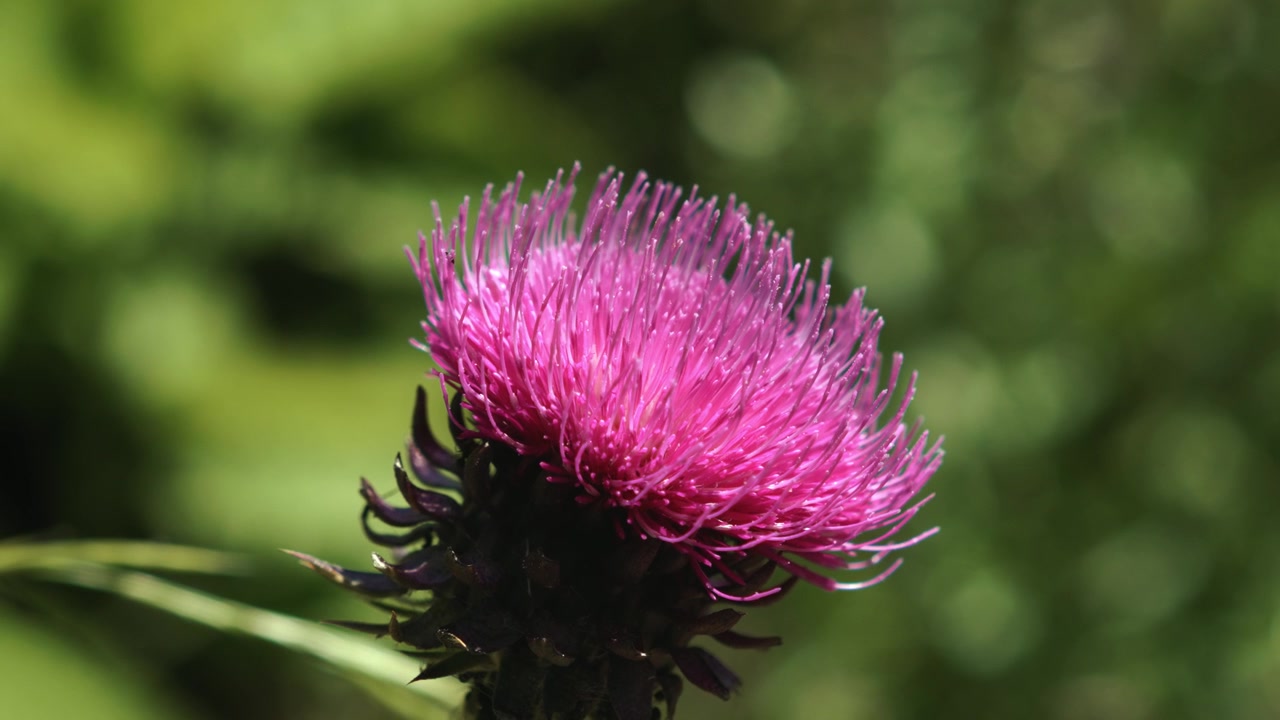 Primo piano di un vivace fiore di cardo viola in fiore nelle Dolomiti Friulane. Sfondo verde sfocato