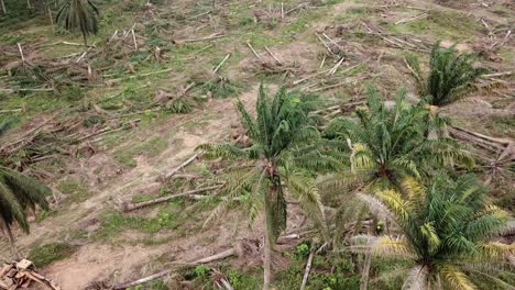 clear oil palm land for other plantation.