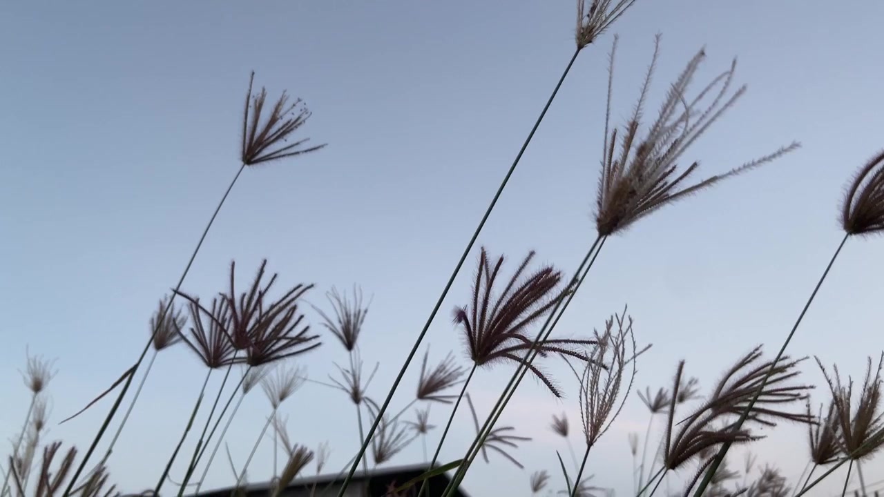 Fredfyldt vildt græs svajer blidt mod en klar blå himmel