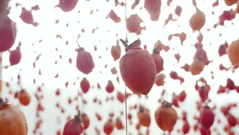 hanged persimmon fruits on bright background, dried persimmon japanese method, dolly motion