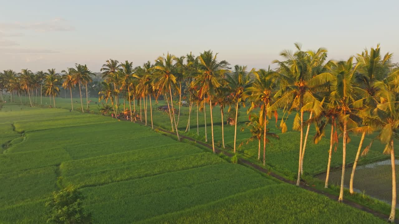 Vista aerea della campagna di Ubud all'alba con risaie, nebbia, palme e un contadino a Gianyar, Bali