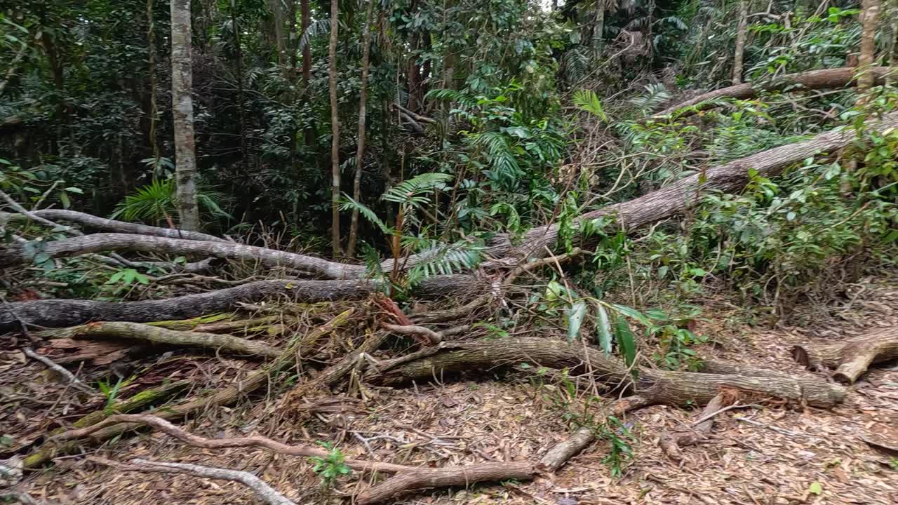 A tree lies fallen in a forest clearing, surrounded by dense vegetation. Natural lighting highlights the serene, untouched environment