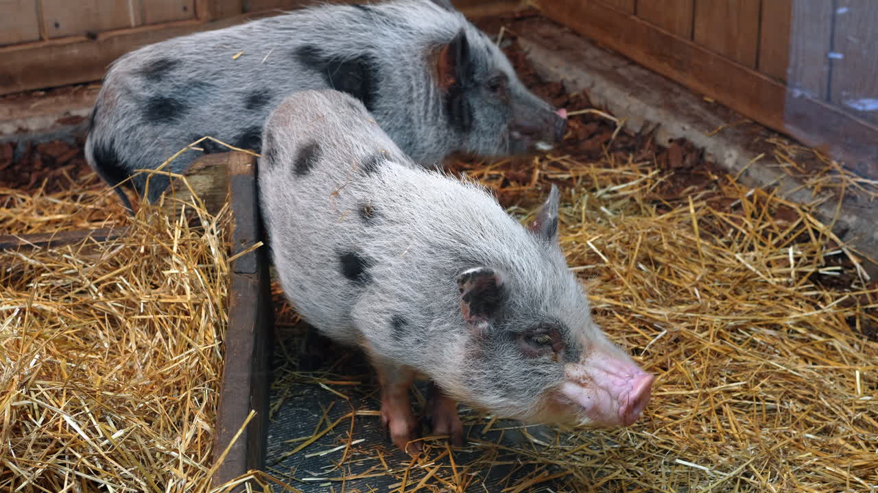 Maiali che camminano e si riposano in un recinto di una fattoria nelle ore pomeridiane. Due maiali si muovono e si riposano in un recinto pieno di paglia in una fattoria nel pomeriggio.