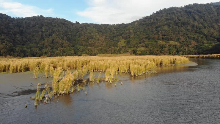 A drone shot of water plants and mountains at sunset at Sun Moon Lake