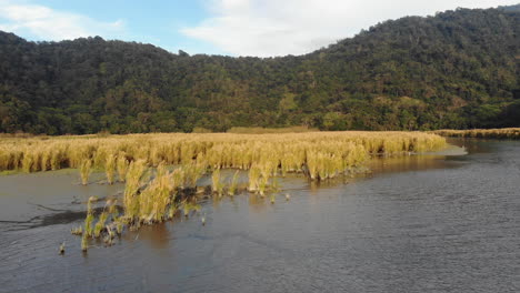 A-drone-shot-of-water-plants-and-mountains-at-sunset-at-Sun-Moon-Lake