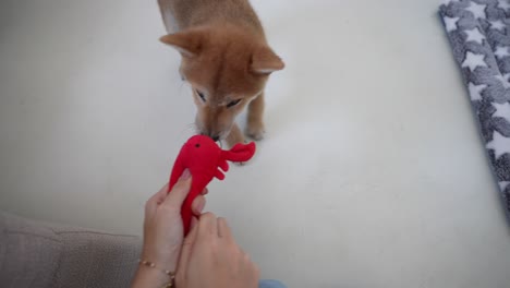 Kaukasische-Mädchenhand,-Die-Mit-Einem-Shiba-Inu-jungen-Mit-Einem-Hundespielzeug-Spielt