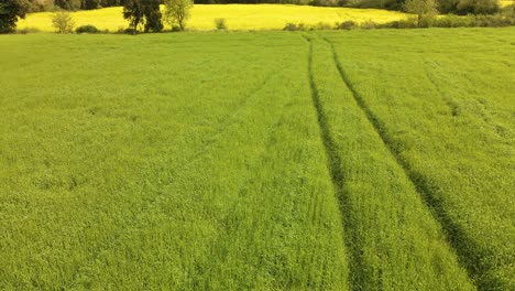 Aerial-tilt-up-shot-of-rapeseed-cultivated-land,-flowery-field-in-background