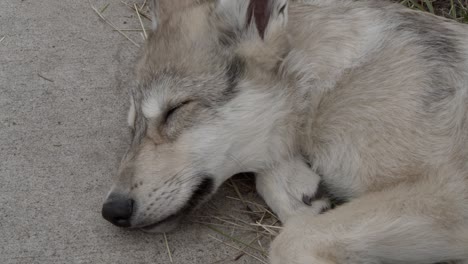 grey wolf pup sleeping outside