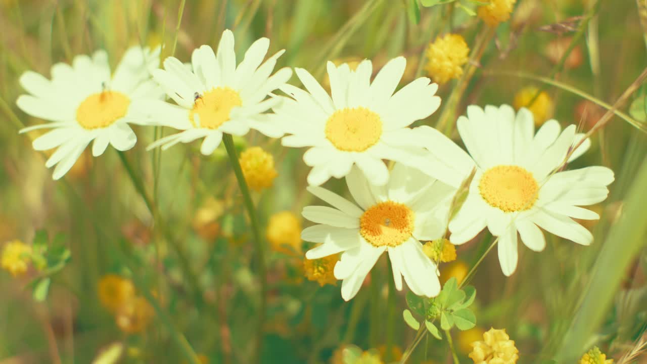 Daisies and wildflowers in a soft, dreamy meadow. Captures the essence of a serene summer day and natural beauty.