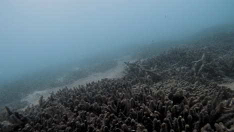 snorkeling in murky waters of con dao coral reef in vietnam