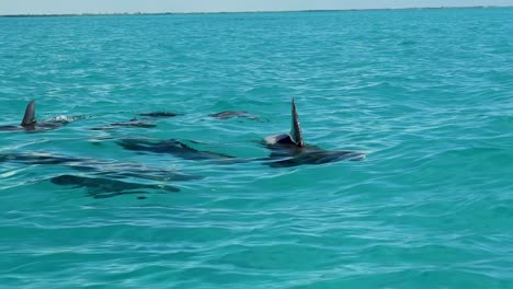 Una-Manada-De-Delfines-Salvajes-Acercándose-Al-Barco-Turístico-En-Hermosas-Aguas-Turquesas-En-La-Hermosa-Reserva-Natural-De-La-Biosfera-Tropical-De-Sian-Ka&#39;an-En-Riviera-Maya,-México-Cerca-De-Tulum