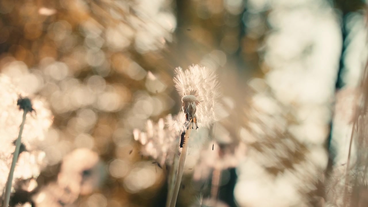 Vista detalhada de um pompom de dente-de-leão banhado por uma luz quente e artística em um prado primaveril na França. Close-up com bokeh.