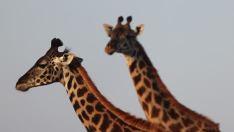 two giraffes walking slowly in murchison falls national park, uganda