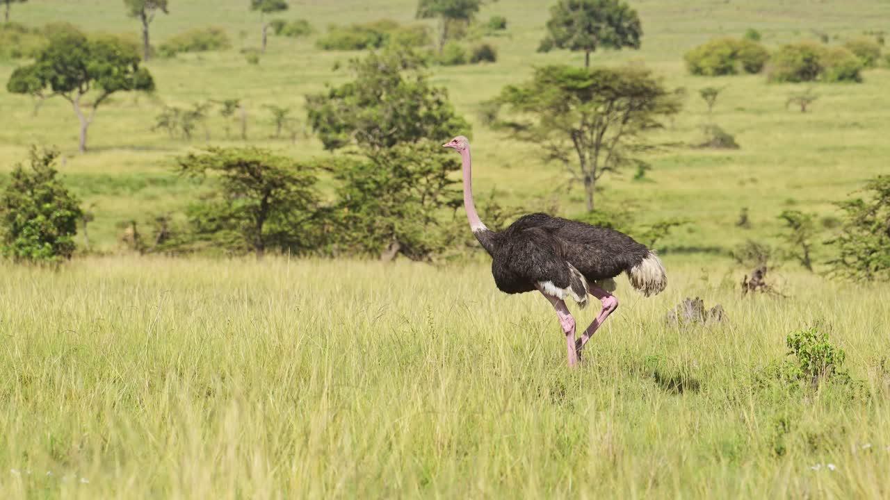 Ripresa al rallentatore di uno struzzo che cammina e corre attraverso le lussureggianti pianure verdi della savana del Maasai Mara, uccelli africani non volatori nella Riserva Nazionale del Maasai Mara, Kenya, animali del safari africano.
