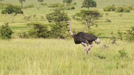 slow motion shot of ostrich walking running across luscious green savannah plains of masai mara, african flightless birds in maasai mara national reserve, kenya, africa safari animals