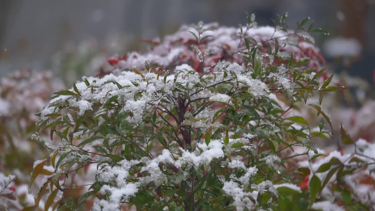 Snowy Bush