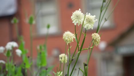 Beautiful-Yellow-Flowers-in-front-of-red-building,-closeup-with-copy-space,-beautiful-day-in-spring-season