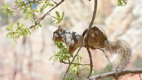 ultra slow motion shot of rock squirrel sitting on branch filmed from the side