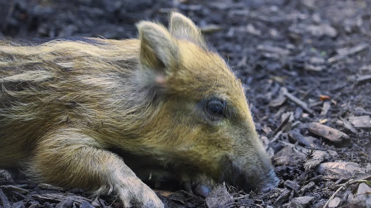 Wild Boar Piglet Foraging For Food - Close Up