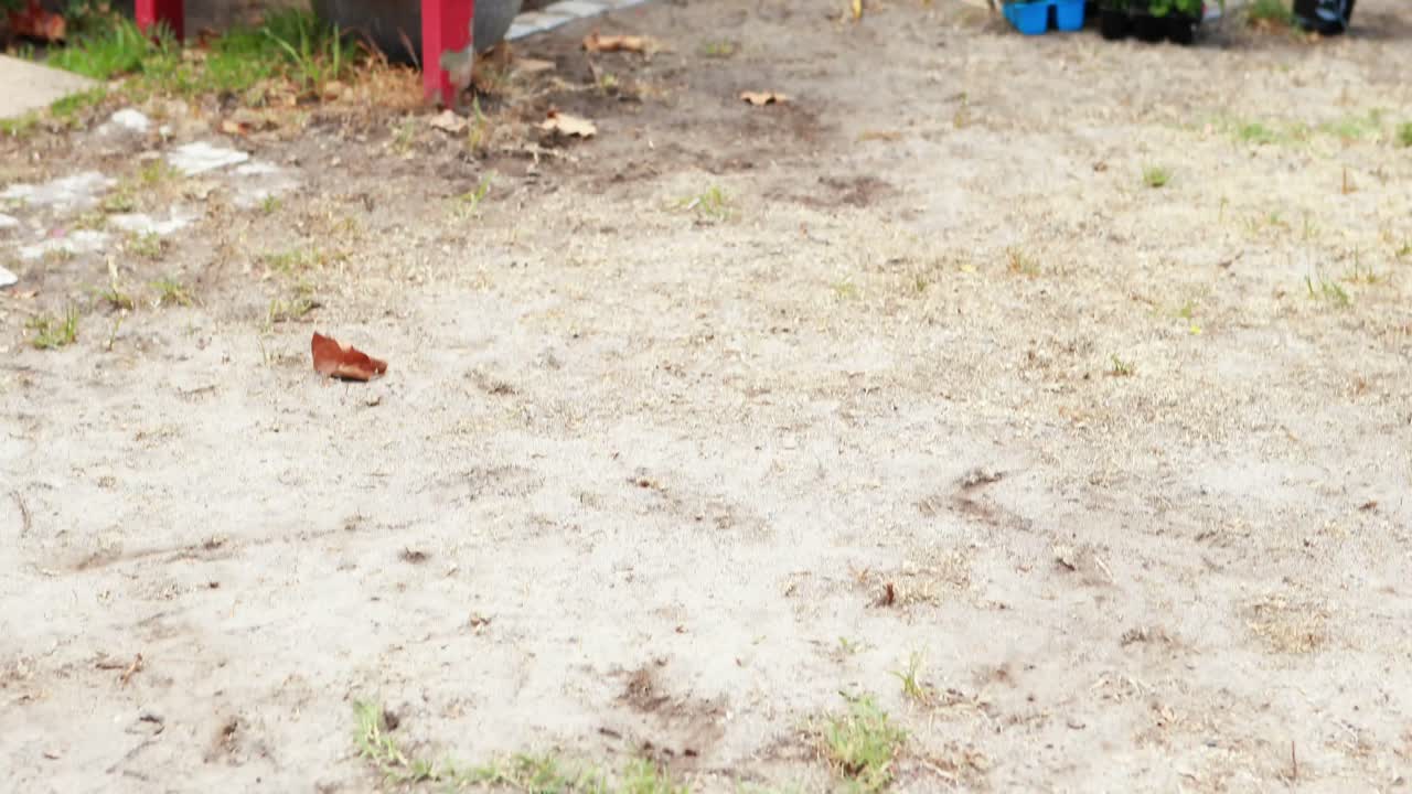 ⁇  카로에 행복한 고령 여성을 운반하는 남자