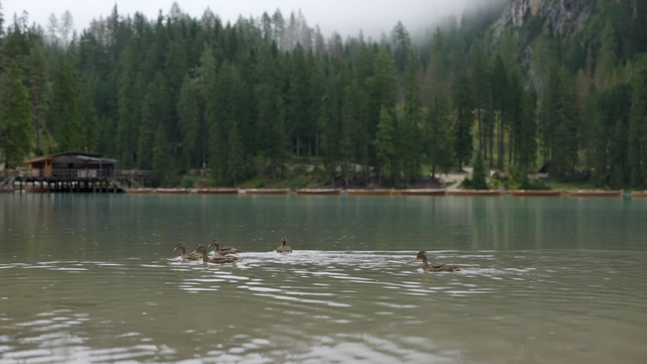Ducks swimming in misty rainy Braies valley alpine forest lake in the Italian Dolomites