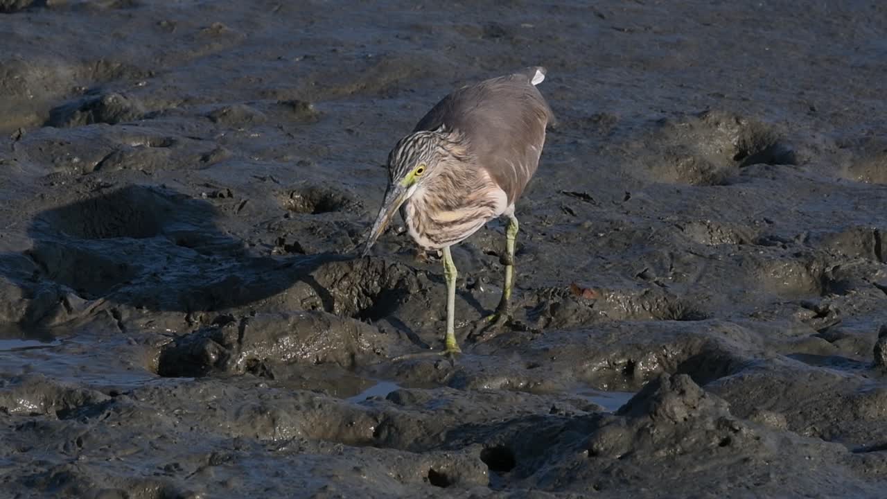 una de las garzas de estanque encontradas en tailandia que muestran diferentes plumajes según la temporada