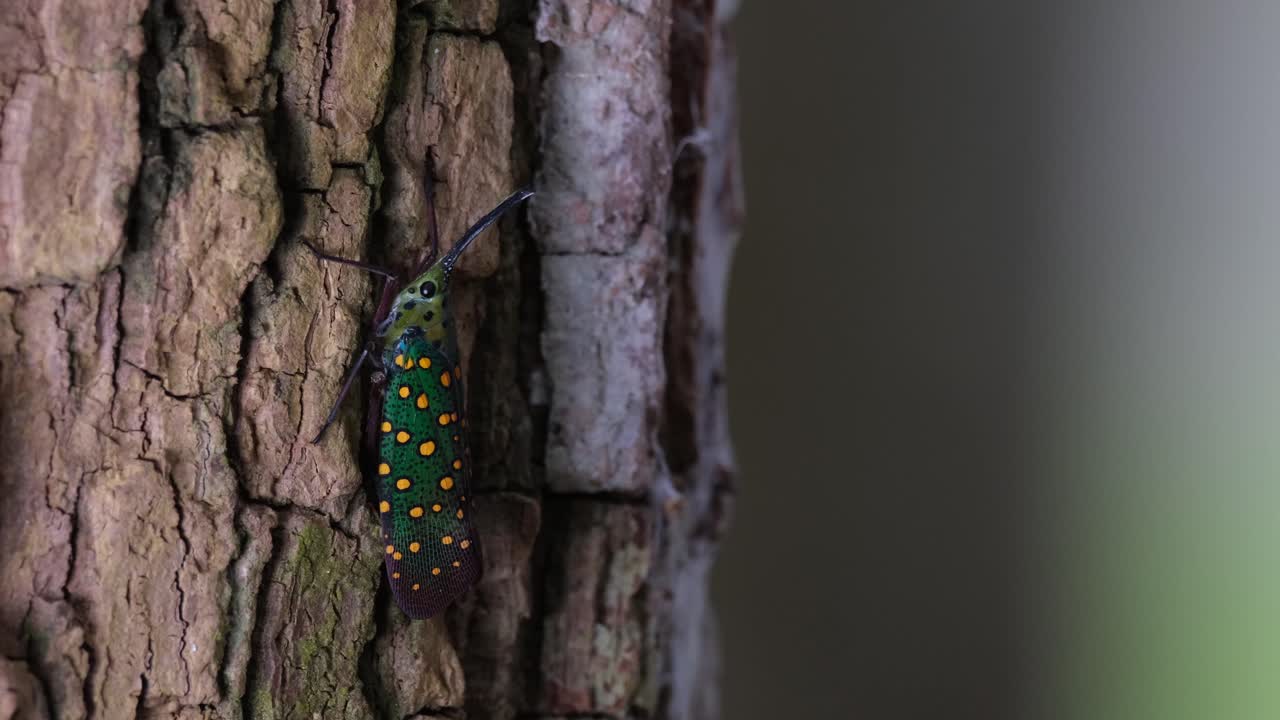 descansando en la corteza entonces el cuerpo se mueve junto con sus piernas, saiva gemmata lantern bug, tailandia