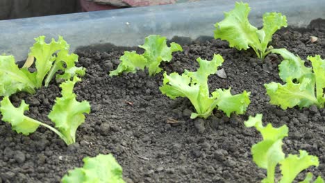 lettuce growing in a garden