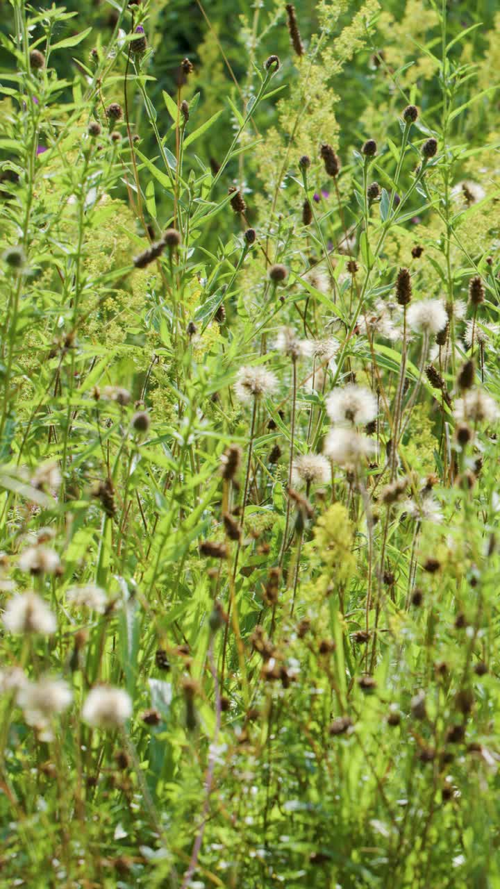 Butterfly flutters among wildflowers and tall grass in bright, sunlit summer meadow scene