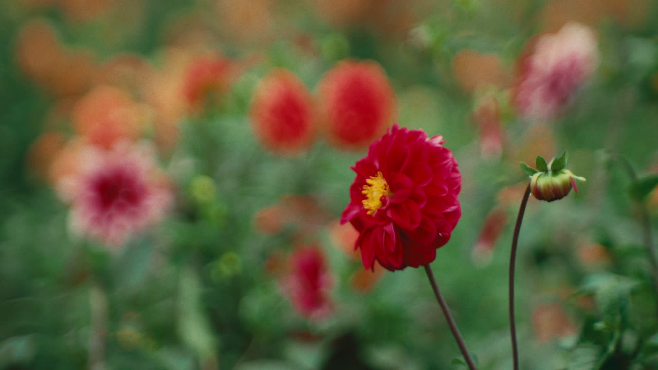 Close-up of a vibrant red dahlia flower with yellow center, blooming in a garden. Bright petals stand out against a colorful blurred background of flowers