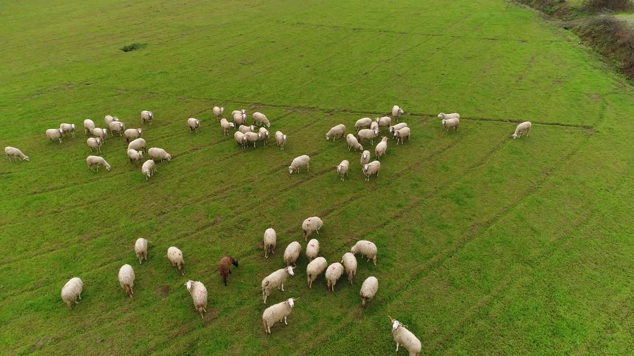 Pecore che pascolano nel campo