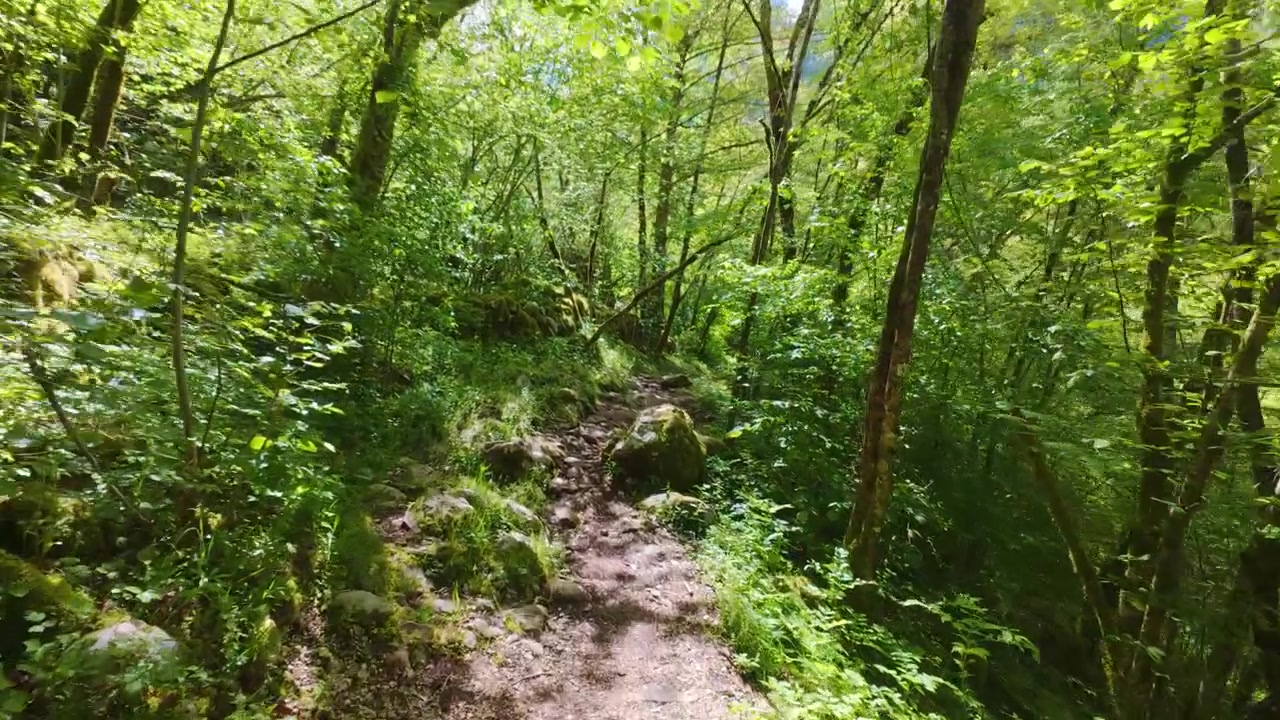 Walking POV of Natural Forest Hiking Trail in Lepena Valley Slovenia landscape
