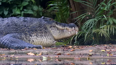 un cocodrilo de agua salada levantando la cabeza sobre el suelo en la orilla del río - cámara lenta