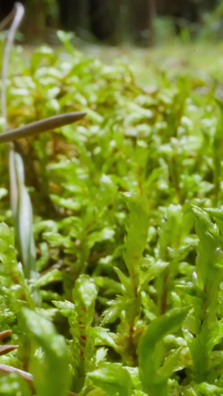 Dry fir needles fallen on young grass on meadow slow motion. Probe lens shot of small green plants on sunny glade macro. Natural scene and environment