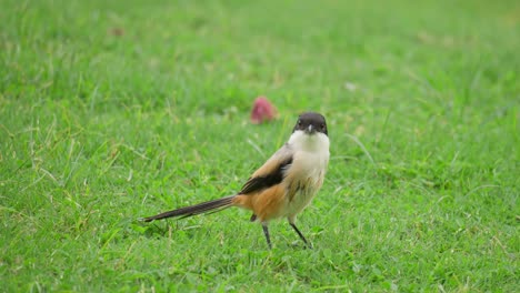 actuación en "the shrike" de cola larga atrapando insectos en un prado cubierto de hierba, o en "the shrike de cabeza negra"